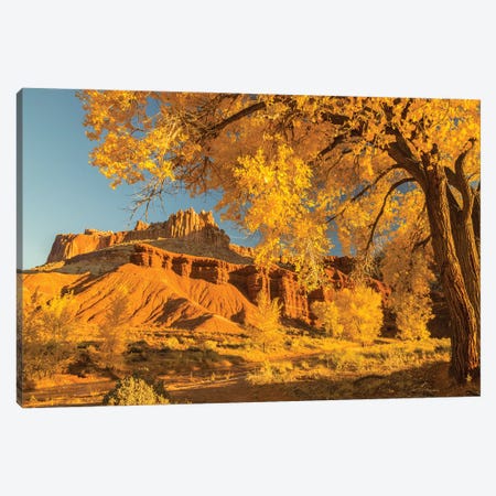 USA, Utah, Capitol Reef National Park. Cottonwood trees and The Castle rock formation. Canvas Print #JYG1066} by Jaynes Gallery Canvas Artwork