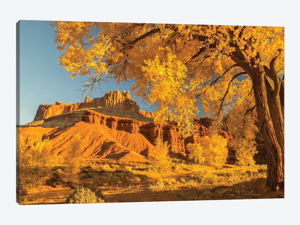 USA, Utah, Capitol Reef National Park. Cottonwood trees and The Castle rock formation. by Jaynes Gallery 1-piece Canvas Print