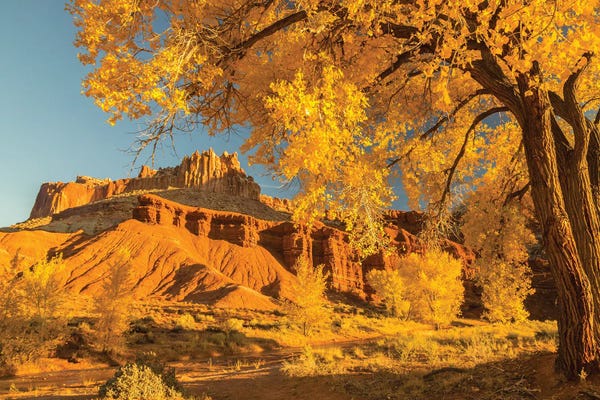 Utah: USA, Utah, Capitol Reef National Park. Cottonwood trees and The Castle rock formation. by Jaynes Gallery