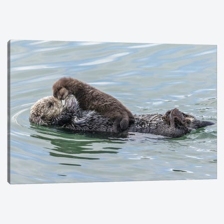 USA, California, San Luis Obispo County. Sea otter mother and pup. Canvas Print #JYG106} by Jaynes Gallery Canvas Art Print