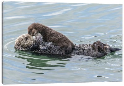 USA, California, San Luis Obispo County. Sea otter mother and pup. Canvas Art Print - Otter Art