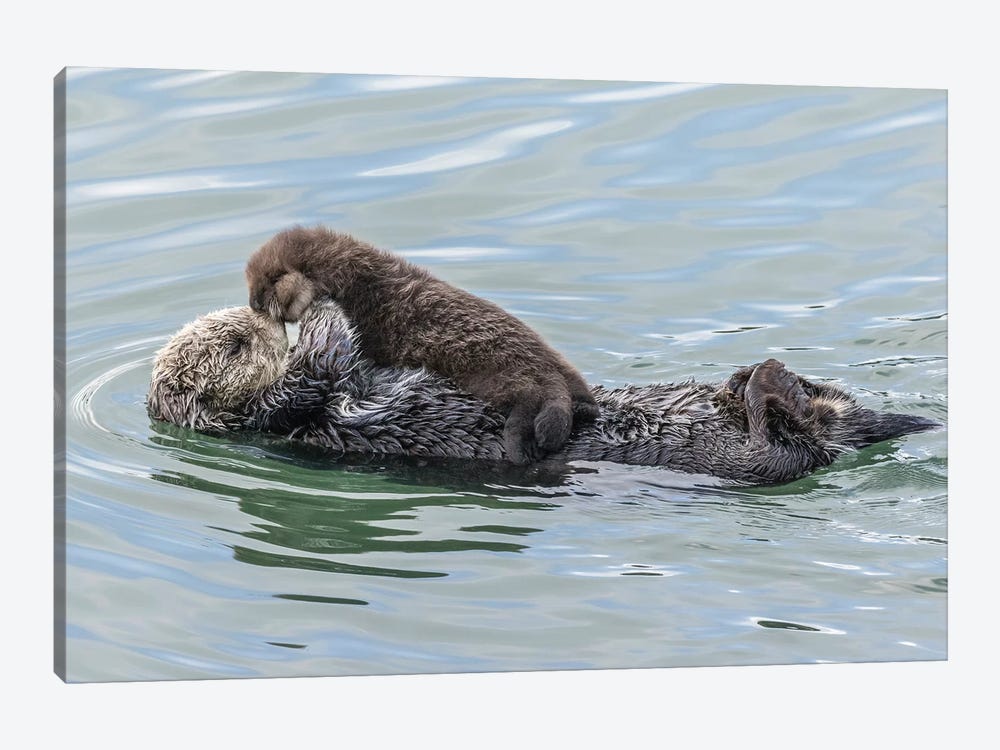USA, California, San Luis Obispo County. Sea otter mother and pup. by Jaynes Gallery 1-piece Canvas Print