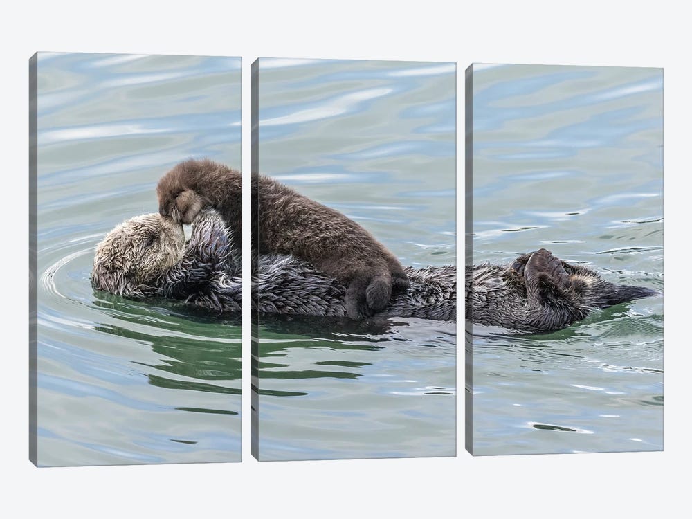 USA, California, San Luis Obispo County. Sea otter mother and pup. by Jaynes Gallery 3-piece Canvas Art Print