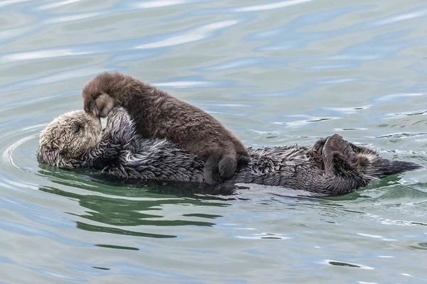Places: USA, California, San Luis Obispo County. Sea otter mother and pup. by Jaynes Gallery