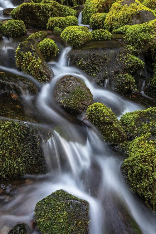 USA, Washington State, Olympic National Park. Cedar Creek scenic.