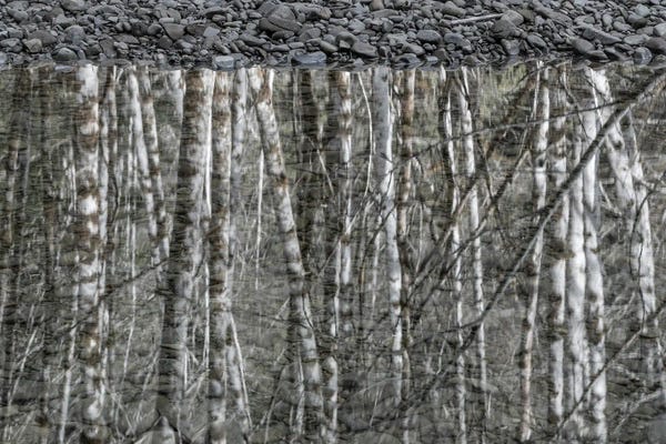 Olympic National Park: USA, Washington State, Olympic National Park. Black and white of alder trees reflecting in water. by Jaynes Gallery