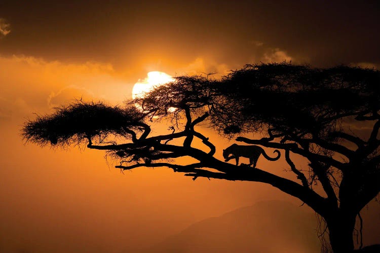 Kenya, Samburu National Reserve. Leopard Silhouette In Acacia Tree.