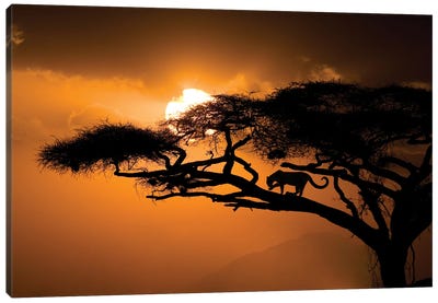 Kenya, Samburu National Reserve. Leopard Silhouette In Acacia Tree. Canvas Art Print
