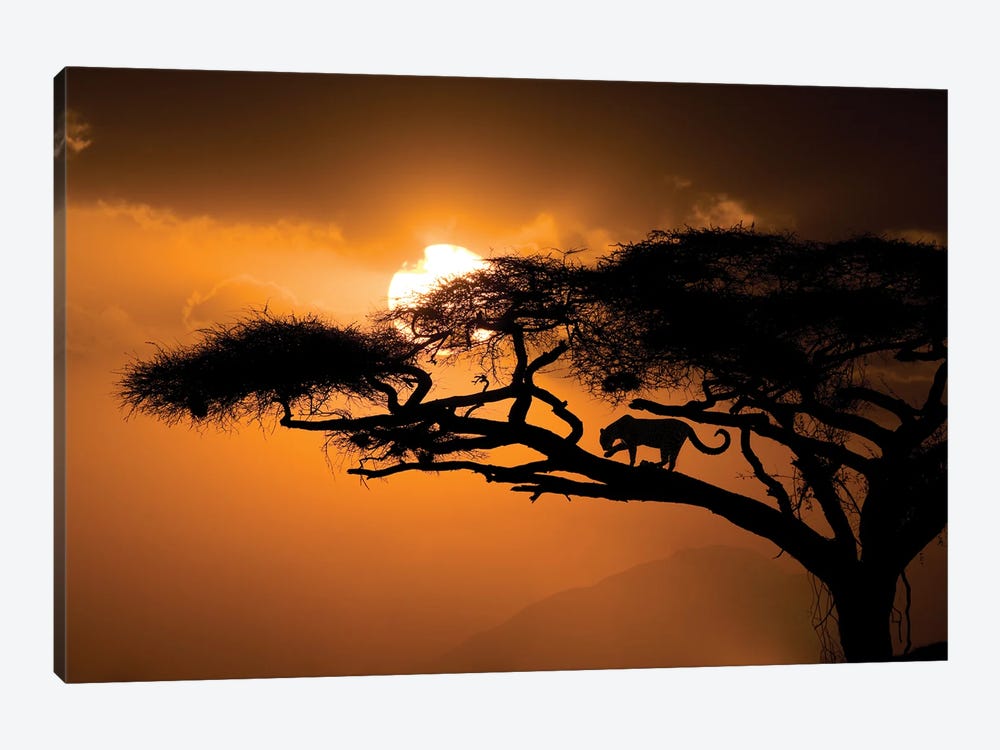 Kenya, Samburu National Reserve. Leopard Silhouette In Acacia Tree. by Jaynes Gallery 1-piece Art Print