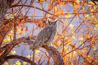 USA, Arizona, Catalina. Great-Horned Owl In Tree. by Jaynes Gallery canvas print