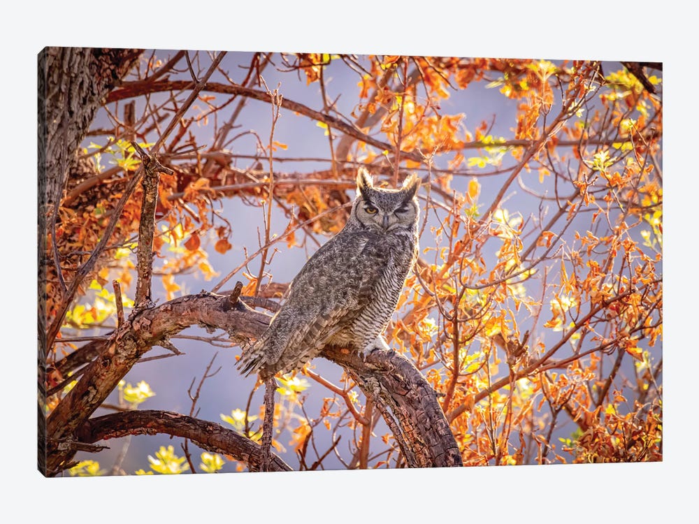 USA, Arizona, Catalina. Great-Horned Owl In Tree. by Jaynes Gallery 1-piece Canvas Art