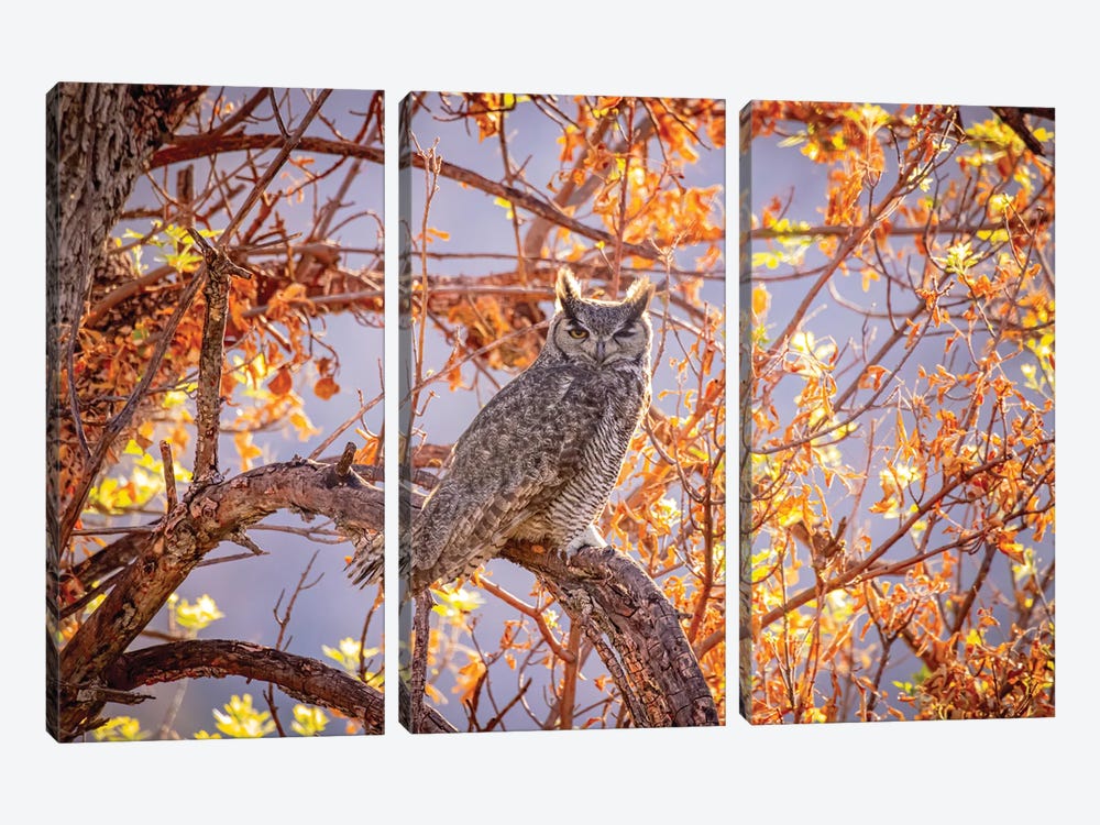 USA, Arizona, Catalina. Great-Horned Owl In Tree. by Jaynes Gallery 3-piece Canvas Wall Art