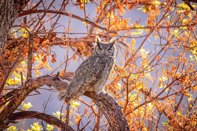 USA, Arizona, Catalina. Great-Horned Owl In Tree.