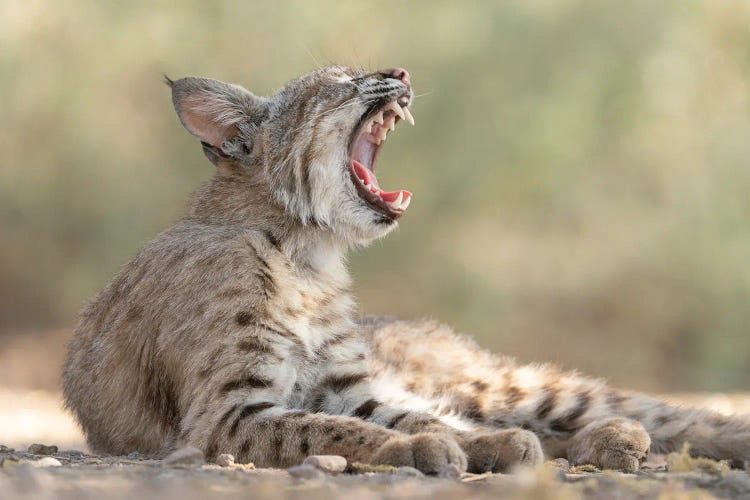 USA, Arizona. Close-Up Of Female Bobcat Yawning. A Female Bobcat Relaxes In A Riparian Zone In Southern Arizona