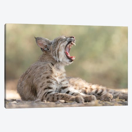 USA, Arizona. Close-Up Of Female Bobcat Yawning. A Female Bobcat Relaxes In A Riparian Zone In Southern Arizona Canvas Print #JYG1079} by Jaynes Gallery Canvas Wall Art