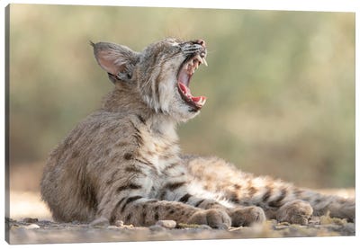 USA, Arizona. Close-Up Of Female Bobcat Yawning. A Female Bobcat Relaxes In A Riparian Zone In Southern Arizona Canvas Art Print - Cougars