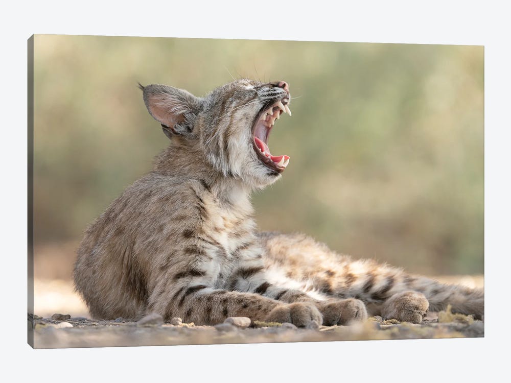 USA, Arizona. Close-Up Of Female Bobcat Yawning. A Female Bobcat Relaxes In A Riparian Zone In Southern Arizona by Jaynes Gallery 1-piece Canvas Print
