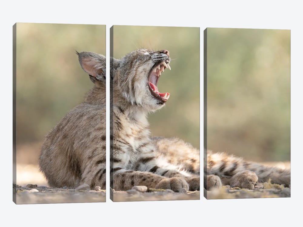 USA, Arizona. Close-Up Of Female Bobcat Yawning. A Female Bobcat Relaxes In A Riparian Zone In Southern Arizona by Jaynes Gallery 3-piece Art Print
