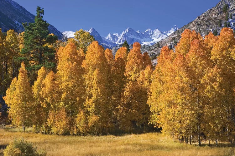 USA, California, Sierra Nevada Mountains. Aspens in autumn.