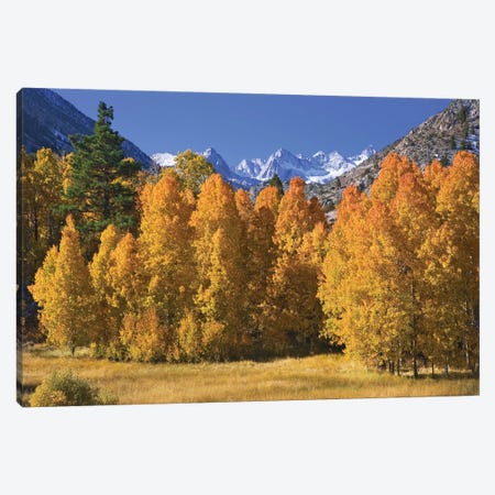 USA, California, Sierra Nevada Mountains. Aspens in autumn. Canvas Print #JYG107} by Jaynes Gallery Art Print