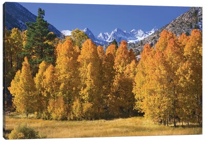 USA, California, Sierra Nevada Mountains. Aspens in autumn. Canvas Art Print - Sierra Nevada Art