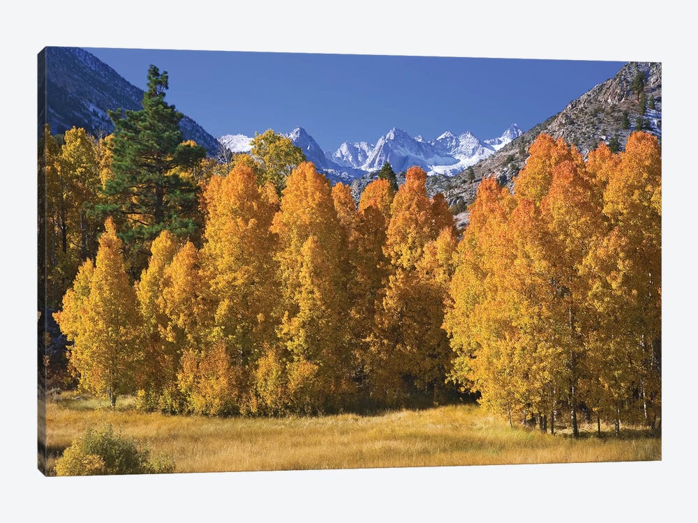 USA, California, Sierra Nevada Mountains. Aspens in autumn. by Jaynes Gallery 1-piece Canvas Artwork