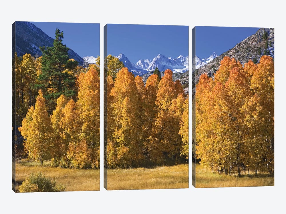 USA, California, Sierra Nevada Mountains. Aspens in autumn. by Jaynes Gallery 3-piece Canvas Artwork