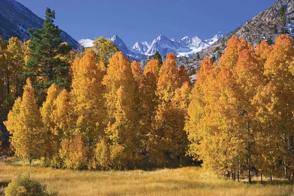 Aspens in autumn. USA, California, Sierra Nevada Mountains.