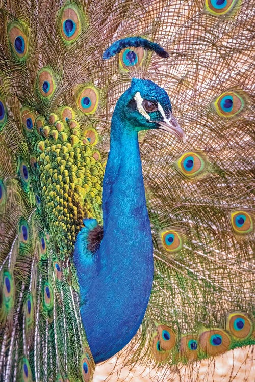 USA, Colorado, Bent's Old Fort. Adult Male Indian Peacock In Full Display.