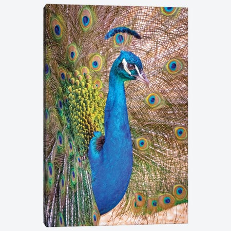 USA, Colorado, Bent's Old Fort. Adult Male Indian Peacock In Full Display. Canvas Print #JYG1080} by Jaynes Gallery Canvas Art Print