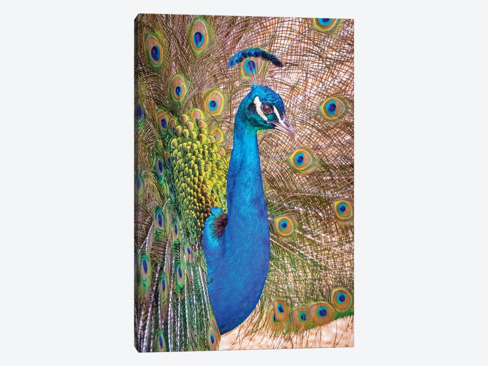USA, Colorado, Bent's Old Fort. Adult Male Indian Peacock In Full Display. by Jaynes Gallery 1-piece Canvas Art Print