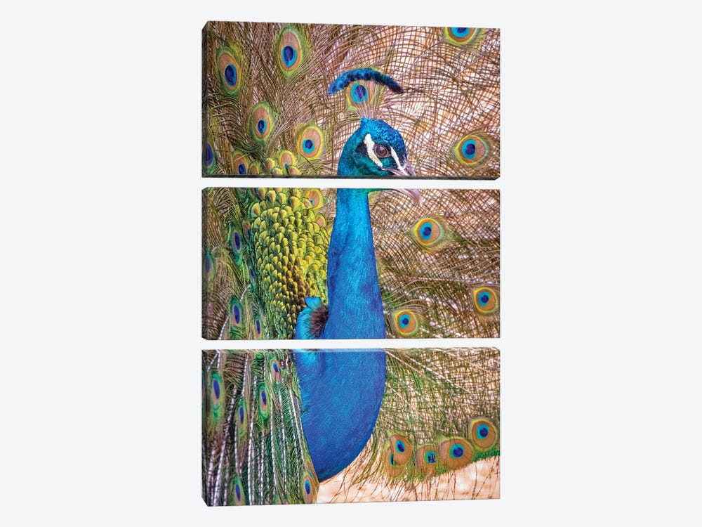 USA, Colorado, Bent's Old Fort. Adult Male Indian Peacock In Full Display. by Jaynes Gallery 3-piece Canvas Print