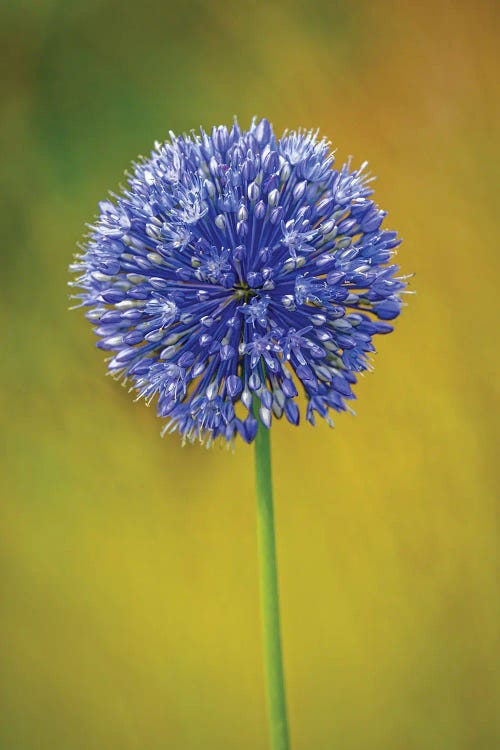 USA, Colorado, Fort Collins. Blue Allium Flower Close-Up.