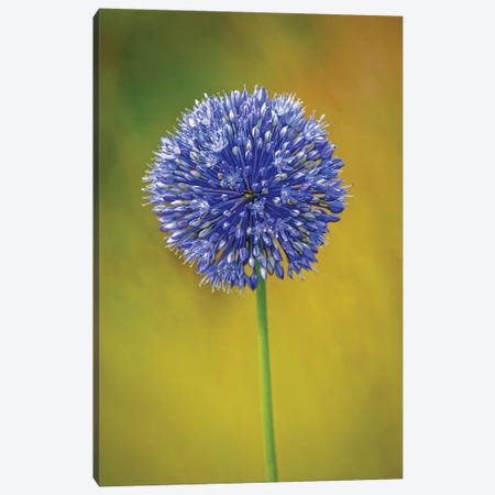 USA, Colorado, Fort Collins. Blue Allium Flower Close-Up. Canvas Print #JYG1081} by Jaynes Gallery Canvas Print