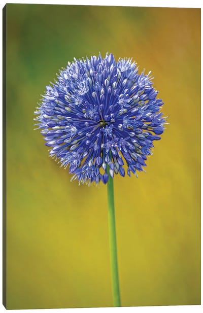 USA, Colorado, Fort Collins. Blue Allium Flower Close-Up. Canvas Art Print - Allium Art