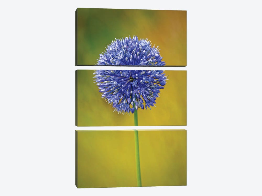 USA, Colorado, Fort Collins. Blue Allium Flower Close-Up. by Jaynes Gallery 3-piece Canvas Wall Art