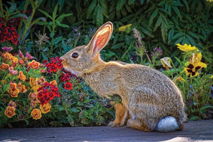 USA, Colorado, Fort Collins. Eastern Cottontail Rabbit Close-Up.