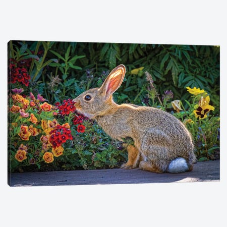 USA, Colorado, Fort Collins. Eastern Cottontail Rabbit Close-Up. Canvas Print #JYG1082} by Jaynes Gallery Canvas Print