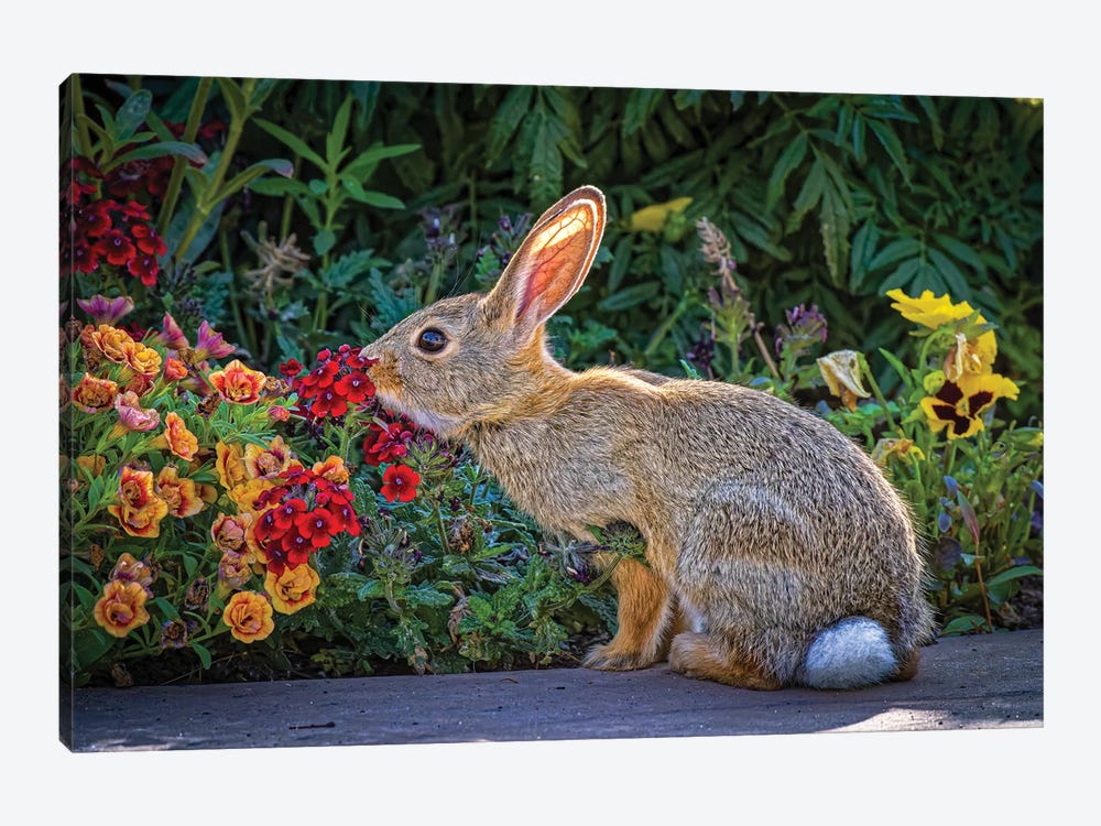 USA, Colorado, Fort Collins. Eastern Cottontail Rabbit Close-Up. by Jaynes Gallery 1-piece Canvas Art Print