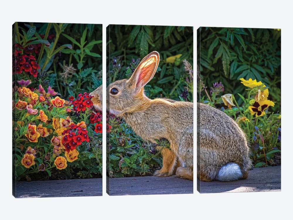 USA, Colorado, Fort Collins. Eastern Cottontail Rabbit Close-Up. by Jaynes Gallery 3-piece Art Print