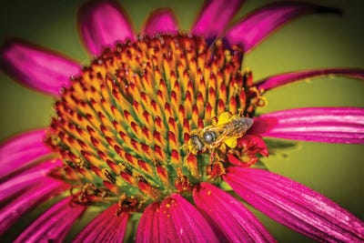 USA, Colorado, Fort Collins. Honey Bee On Echinacea Flower. by Jaynes Gallery art print