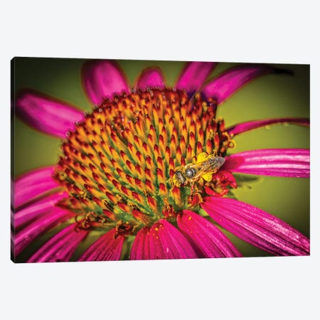 USA, Colorado, Fort Collins. Honey Bee On Echinacea Flower. Canvas Print #JYG1083} by Jaynes Gallery Canvas Art Print
