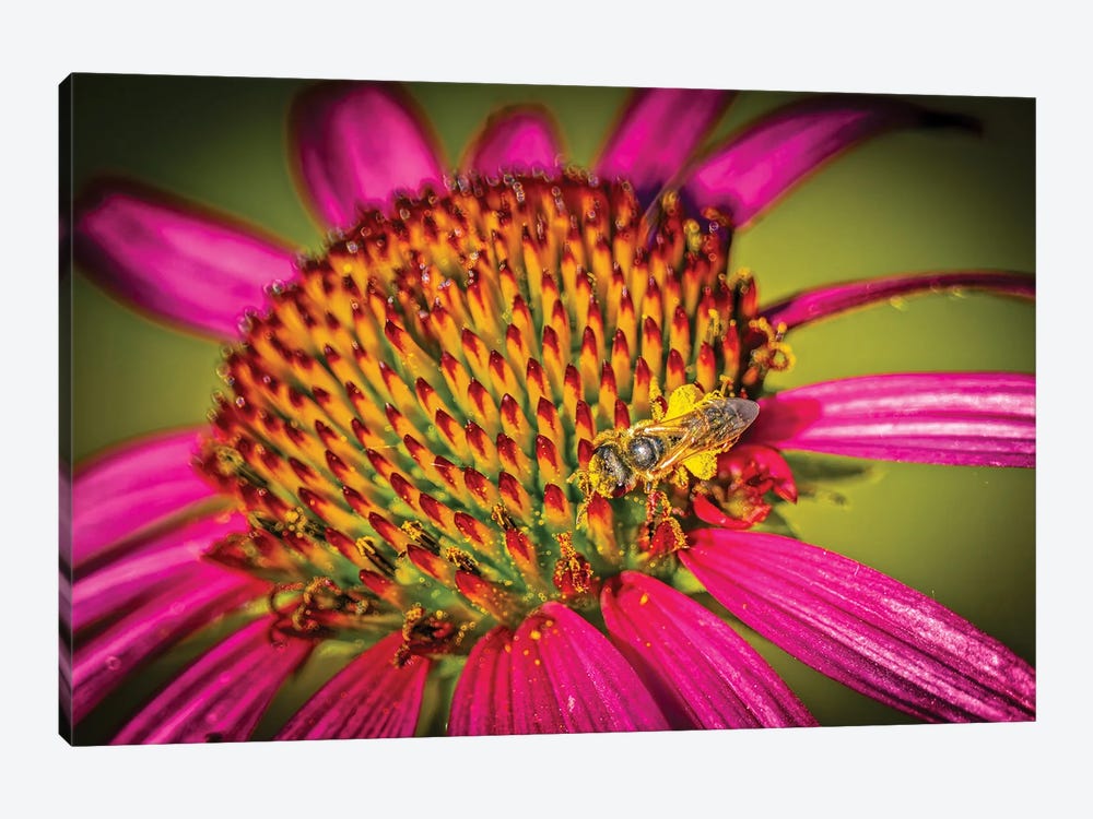 USA, Colorado, Fort Collins. Honey Bee On Echinacea Flower. by Jaynes Gallery 1-piece Canvas Wall Art