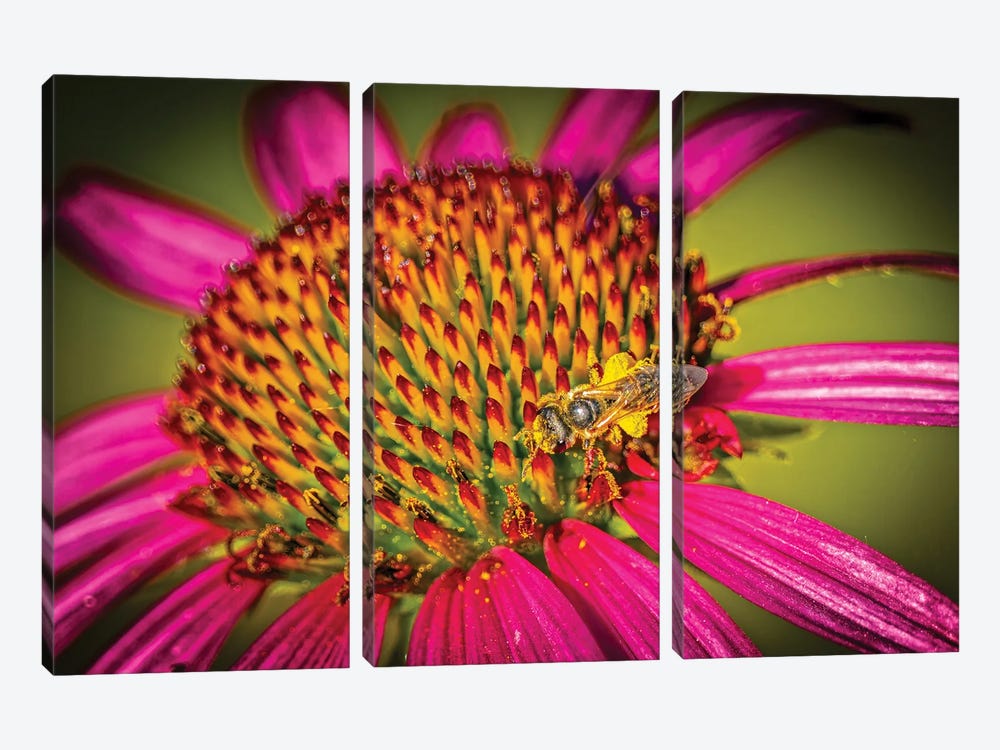 USA, Colorado, Fort Collins. Honey Bee On Echinacea Flower. by Jaynes Gallery 3-piece Canvas Artwork