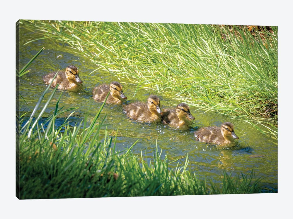 USA, Colorado, Fort Collins. Mallard Ducklings Swimming In Stream. by Jaynes Gallery 1-piece Canvas Art Print