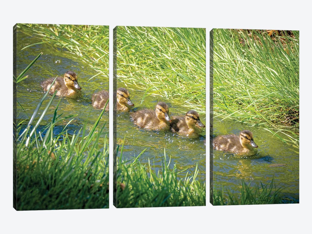 USA, Colorado, Fort Collins. Mallard Ducklings Swimming In Stream. by Jaynes Gallery 3-piece Canvas Art Print