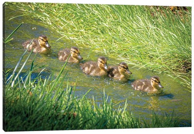 USA, Colorado, Fort Collins. Mallard Ducklings Swimming In Stream. Canvas Art Print - Duck Art