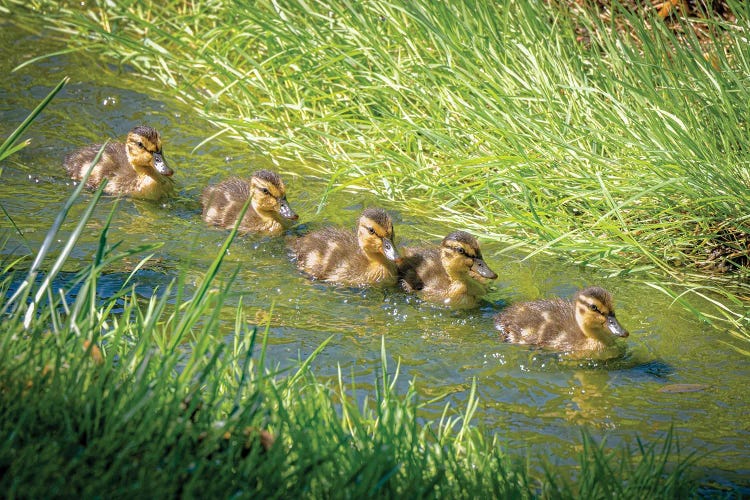 USA, Colorado, Fort Collins. Mallard Ducklings Swimming In Stream.