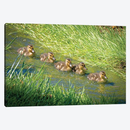 USA, Colorado, Fort Collins. Mallard Ducklings Swimming In Stream. Canvas Print #JYG1084} by Jaynes Gallery Canvas Art