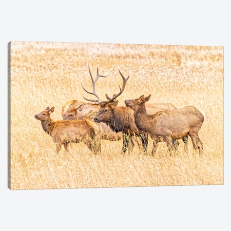 USA, Colorado, Rocky Mountain National Park. North American Elk Male And Females In Mating Season. Canvas Print #JYG1085} by Jaynes Gallery Canvas Artwork